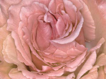 EL DOLOR ME LO QUEDO