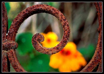 LLEGASTE COMO FLOR DE PRIMAVERA