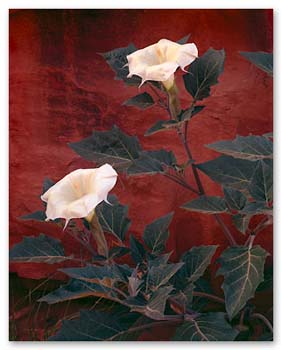 LA LUZ DE TU SONRISA