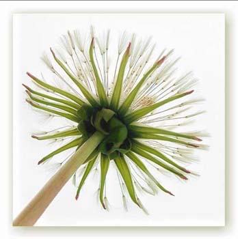 BIPOLAR MON&Oacute;LOGO